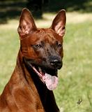 Thai Ridgeback